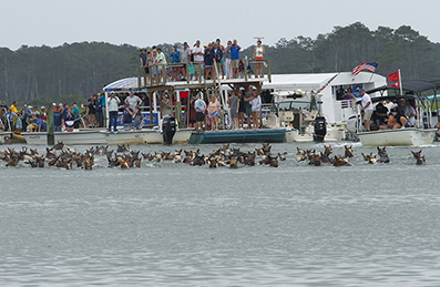 Chincoteague Wild Ponies : Personal Photo Projects : Photos : Richard Moore : Photographer